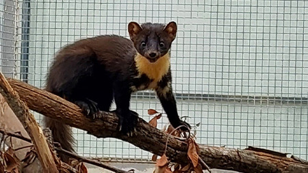 Marta devolvida à natureza