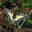 Papilio-m_2019jg.jpg