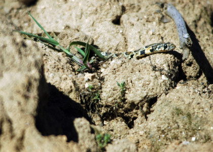 Cobra-de-ferradura 