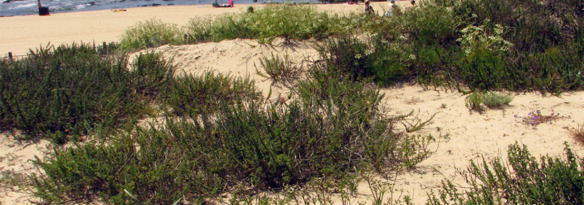 Habitats dunares